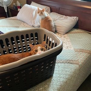 Meet your Posher, Melissa